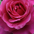 Roz - Trandafir nostalgic - Naomi™